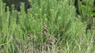 pŕhľaviarik čiernohlavý Saxicola rubicola 3 Kostolište 2852024 [upl. by Vincentia576]