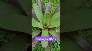 Promoção bromélias de coleção cada broto a 10 reais  envio Brotos retirados e enviados sem raiz [upl. by Joerg479]