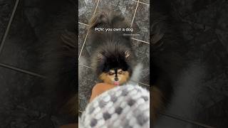 POV you own a dog 😆 pomeranian dog [upl. by Enihpad349]