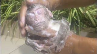 I love you baby 🐒❤️😍😘shortsvideo cute monkeys shrots train youtubeshorts subscribe love [upl. by Lirrad]