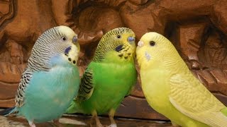 Male parakeets use their songs to attract female parakeets 10 Hr Nature bird sounds [upl. by Bertle]