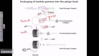 Packaging of a genome in phage head [upl. by Odraode]