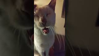 To make Mr Marengo yawn rub his nose rescuekitty [upl. by Kone]