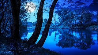 Soothing Night Time Forest Sounds  2 Hour Ambient Soundscape  For Sleep amp Relaxation [upl. by Ainesell]