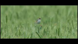 棕扇尾莺 Zitting Cisticola [upl. by Kala756]