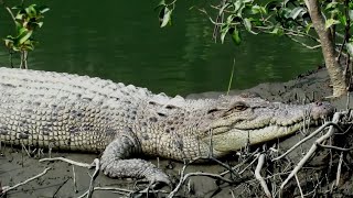 Unusual Sundarbans Saltwater Crocodiles of Different Colors Mudskippers Big Lizards and More [upl. by Atibat]