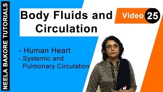 Body Fluids and Circulation  NEET  Human Heart  Systemic and Pulmonary Circulation  Neela Bakore [upl. by Janene534]