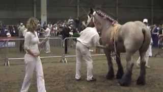 Trekpaardenkeuring Den Bosch 2008 [upl. by Nitsug]