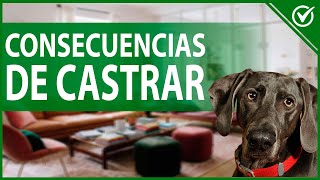 🐶 Consecuencias más Comunes de Castrar a un Perro Macho o Hembra  Complicaciones 🐶 [upl. by Amora]