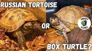 Box Turtle Or Russian Tortoise Which One Makes The Best Pet [upl. by Nannette]