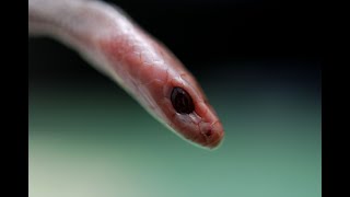 Captive Bred Baby Papuan Taipan Oxyuranus scutellatus canni [upl. by Thomasine]