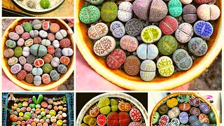 Lithops Care Living Stone Plant [upl. by Elsworth]