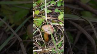 Мокруха пурпурова Gomphidius Rutilus😊 mushroom wildmushrooms природа nature lake ліс [upl. by Borer494]