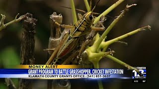 Klamath County announces grant program to battle grasshopper cricket infestation [upl. by Winifred861]