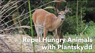 How to Repel Hungry Animals with Plantskydd® Deer Rabbits Voles Repellent [upl. by Ativahs]