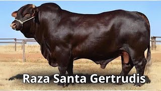 Raza de ganado Santa Gertrudis un Legado de Historia Evolución y Características Únicas [upl. by Mairym145]