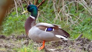 Mallard Calls  Duck Sounds [upl. by Tati]