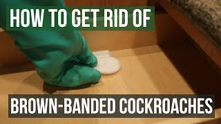 How to Get Rid of Brownbanded Cockroaches Gauranteed 5 Easy Steps [upl. by Assi]