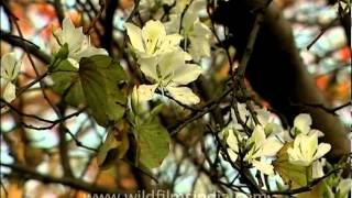 Indian Kachnar or Bauhinia tree in full flower [upl. by Terena]