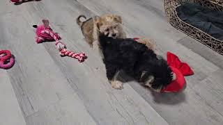 8 week old Morkie Puppies VIDEO GraniteGusGasco amp Griff [upl. by Fleisig]