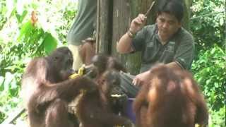 Orangutan of Sepilok Malaysia 2008 [upl. by Doggett]