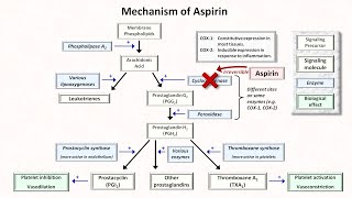 Hemostasis Lesson 5  Antiplatelet Meds Part 1 of 2 [upl. by Kee281]