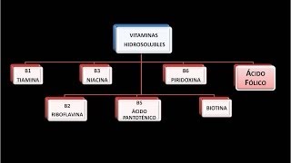 Vitaminas hidrosolubles Vitamina B9 o Ácido fólico [upl. by Ybbed826]