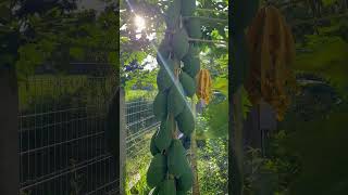 Papayas are almost ready farming thailand papaya [upl. by Aicilic435]