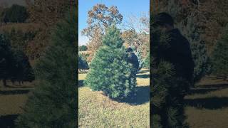 The Best Places to Cut Your Own Christmas Tree [upl. by Heimer]