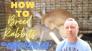 BREEDING RABBITSEVERYTHING YOU NEED TO KNOW [upl. by Ameerahs]