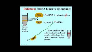 206 Translation Initiation Association of mRNA with 30S Ribosomal Subunit [upl. by Acisset]