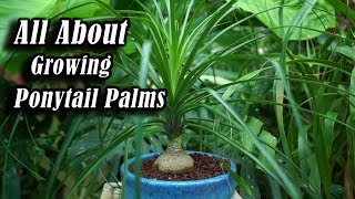 Growing Ponytail Palms  Brown Leaf Tips  Troubleshooting [upl. by Nappie931]