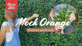 Whats a Mock Orange Hedge  Murraya Peniculata Quicks Facts Lets Make Gardening Easy [upl. by Oznerol89]