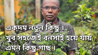 দেখে নেওয়া যাক একদম নতুন কিছু খুব সহজেই বনসাই হয়ে যায় এমন কিছু গাছ । [upl. by Tselec48]