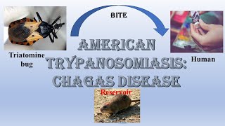 Chagas disease I Trypanosoma cruzi I American trypanosomiasis I Reduviid bug I Triatomine bug I [upl. by Maddox]