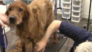 Ein Red Setter im Hunde Frisörsalon [upl. by Fabron208]