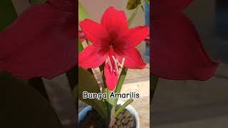 Bunga Amarilis tanamanhias youtubeshorts tanamanhiasbungamerah [upl. by Hildy]