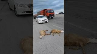 Car Accident flock of sheep Xeberler Qeza Avariya Son Dəqiqə shorts automobile [upl. by Angel]