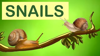 Snails  Snail Animal Facts  The Wonderful World of Invertebrates [upl. by Emor]