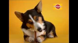 Pedigree® DentaStix® TVC 20s English [upl. by Andaira]