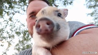 MY TEACUP PIG BUBBA [upl. by Ennywg646]