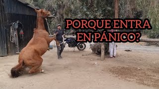 COMO RECUPERAR UN CABALLO QUE RECIBIO SOMETIMIENTO Y QUEDO TRAUMADO cheval horseman [upl. by Dannye]