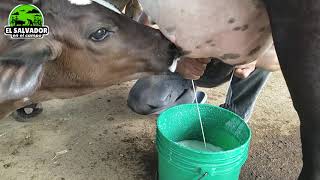 Vacas lecheras Ganadería GSEl Salvador en el campo [upl. by Asia]