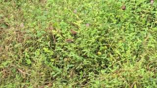 Insect hunting strategy of flock of playful Scalybreasted Munia Spotted MuniaLonchura punctulata [upl. by Edurtreg119]