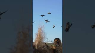 Pintails anyone duckhuntingpintailsclose [upl. by Tychonn783]