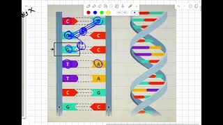 Organic Antineoplastic agentsantimetabolite [upl. by Brew]