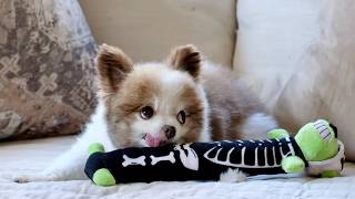 Cute Pomeranian Dogs Bothered by Spooky Halloween Stuffed Animal 😂👻🎃 [upl. by Millan896]