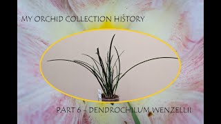 Dendrochilum wenzelii  Part 6  My orchid collection history [upl. by Nie]