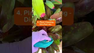 Care Tips For Your Neoregelia Bromeliad Plantsshorts [upl. by Hunt]