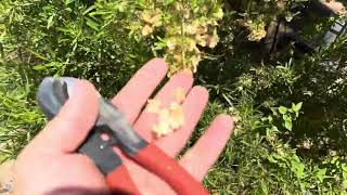 AZ Plant Reviews  Hop Bush Dodonea viscosa [upl. by Fugate]